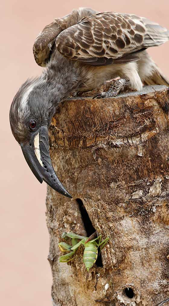 African Grey Hornbill